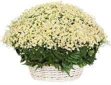 Цветочная композиция из Ромашки в корзине #REPLACE_PRED# Шипицыно